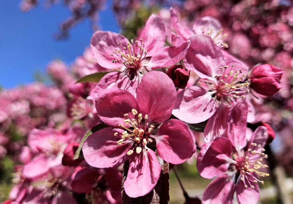Westfriedhof München Mosaikgärten