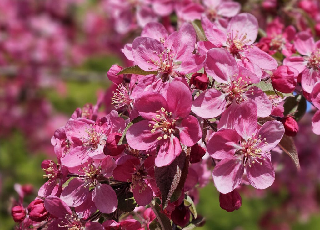 Westfriedhof München Mosaikgärten