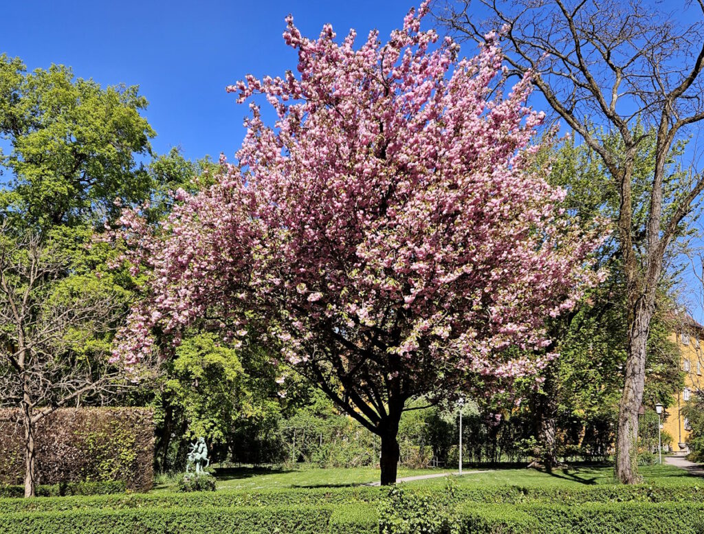 Borstei Rosengarten Kirschblüte