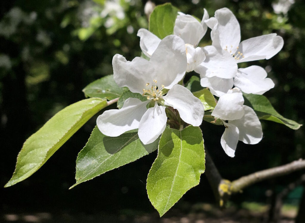 Apfelblüten im Grünwaldpark