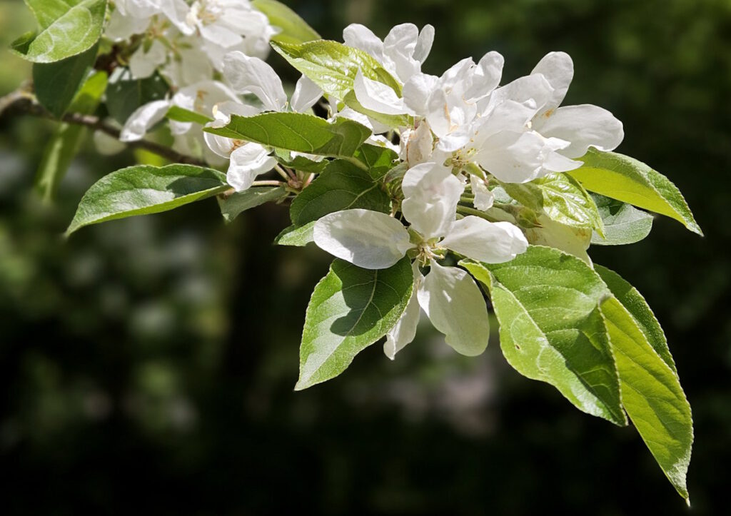 Apfelblüten im Grünwaldpark