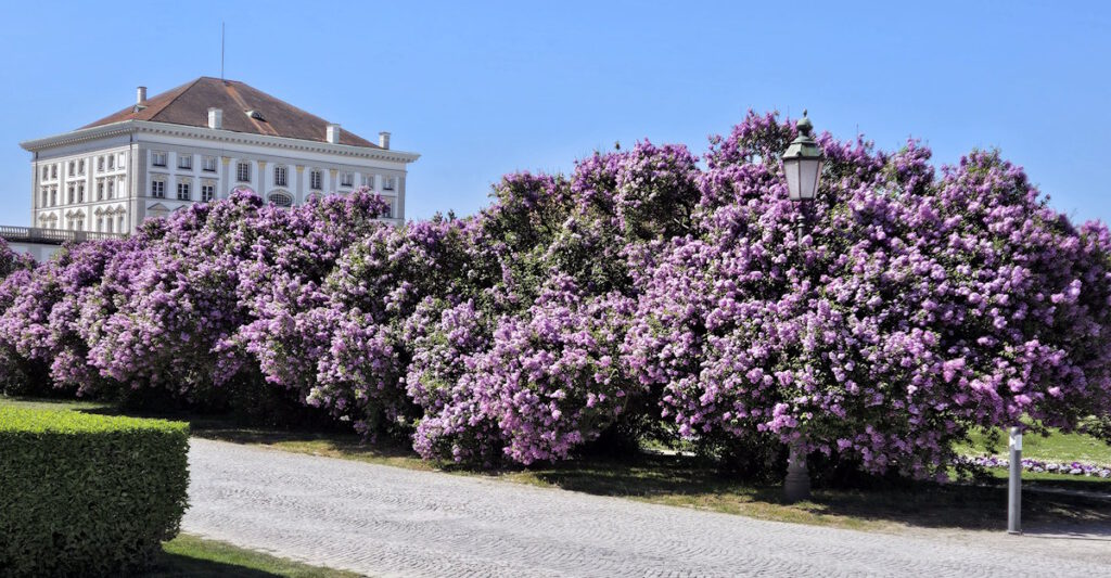 Schlossrondell Fliederblüte