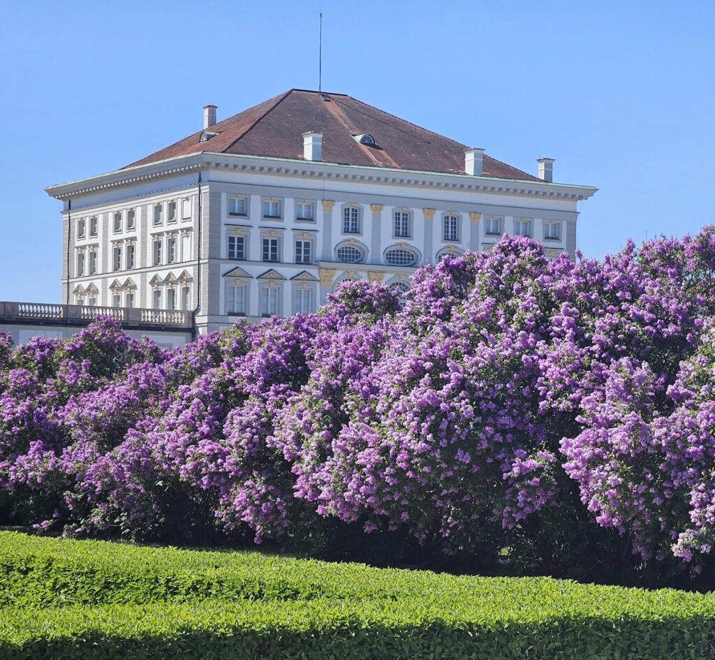 Schlossrondell Fliederblüte