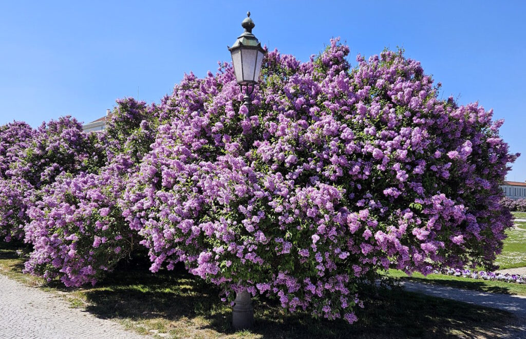Schlossrondell Fliederblüte