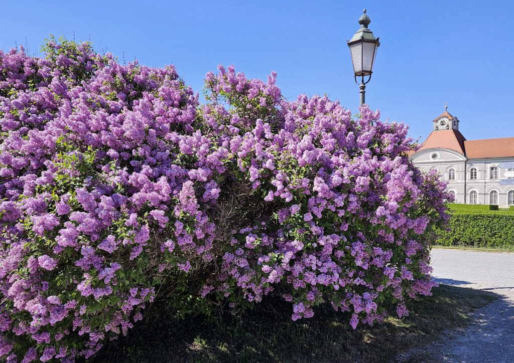 Schlossrondell Fliederblüte