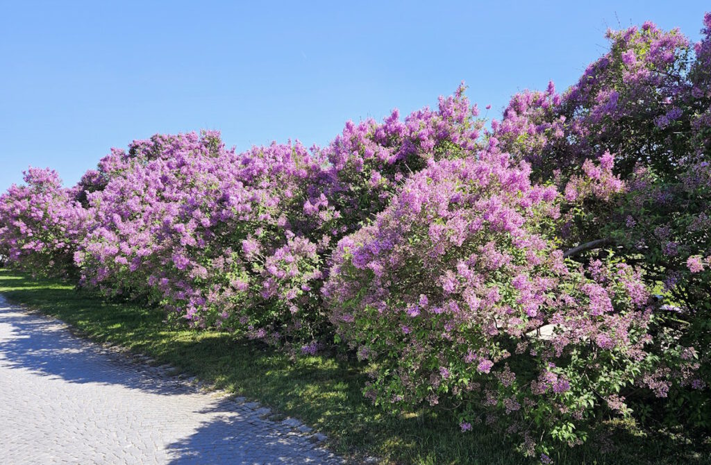 Schlossrondell Fliederblüte