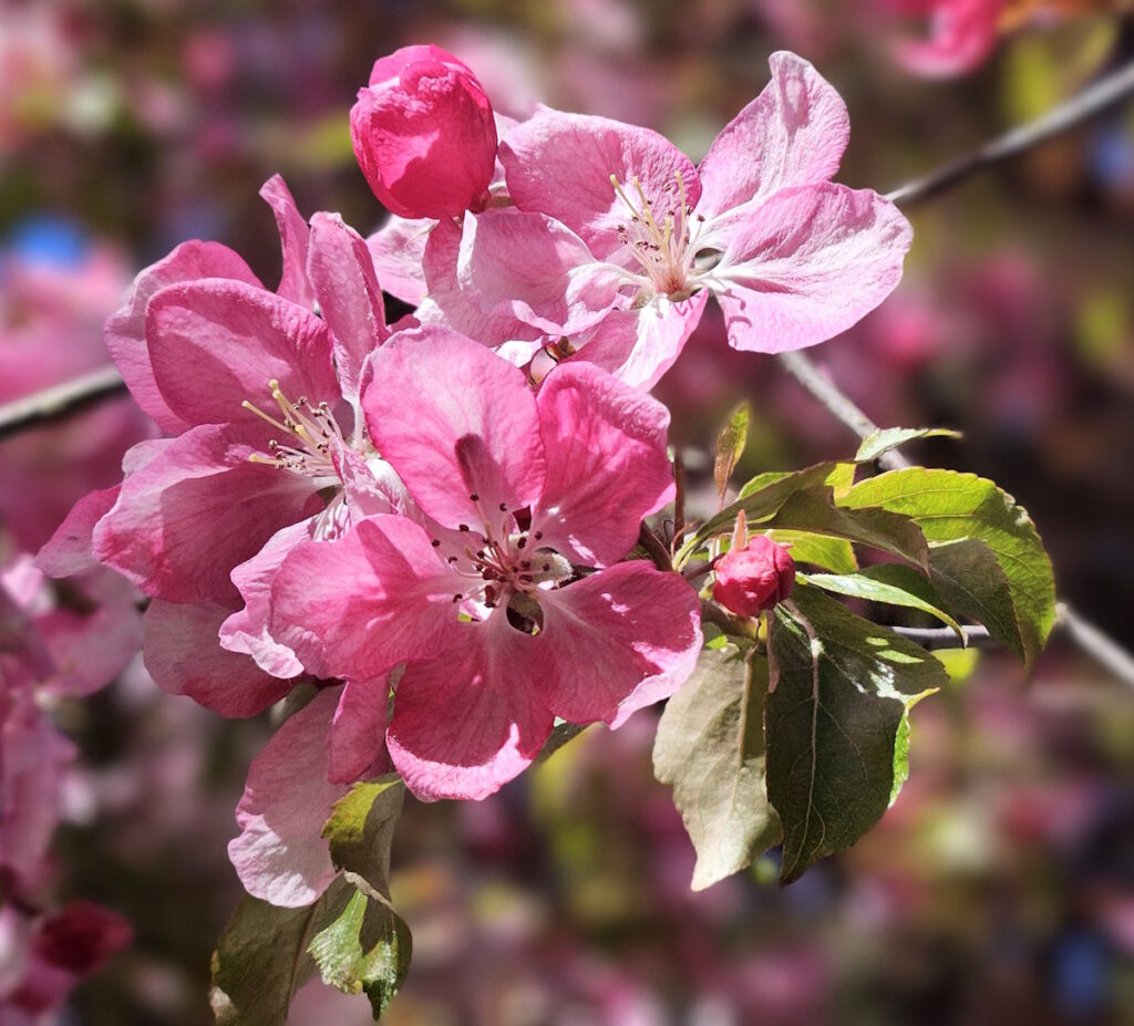 Apfelblüte in der Grünanlage an der Wilramstraße