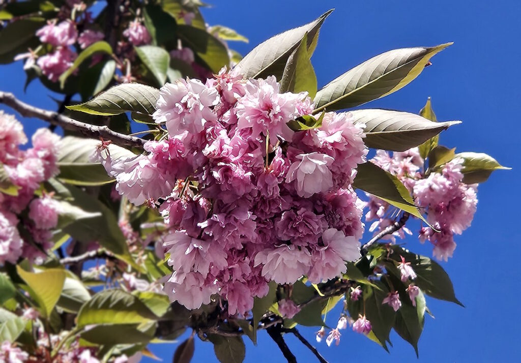Lilienstraße Kirschblüte