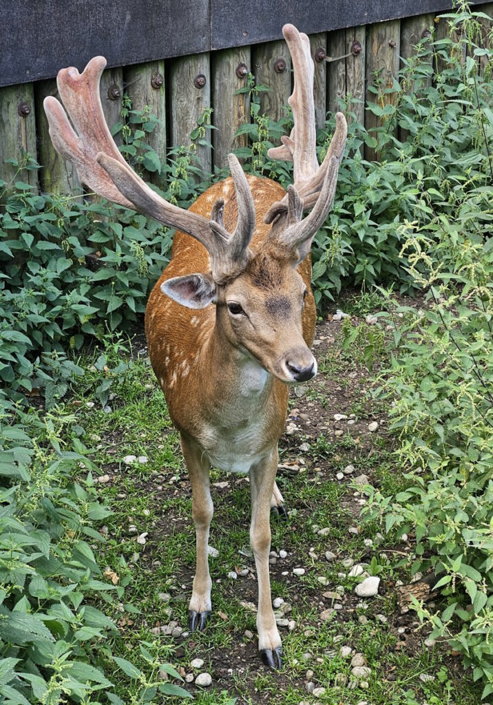 Wildgehege im Hirschgarten