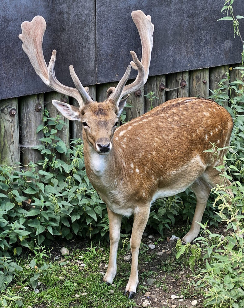 Wildgehege im Hirschgarten