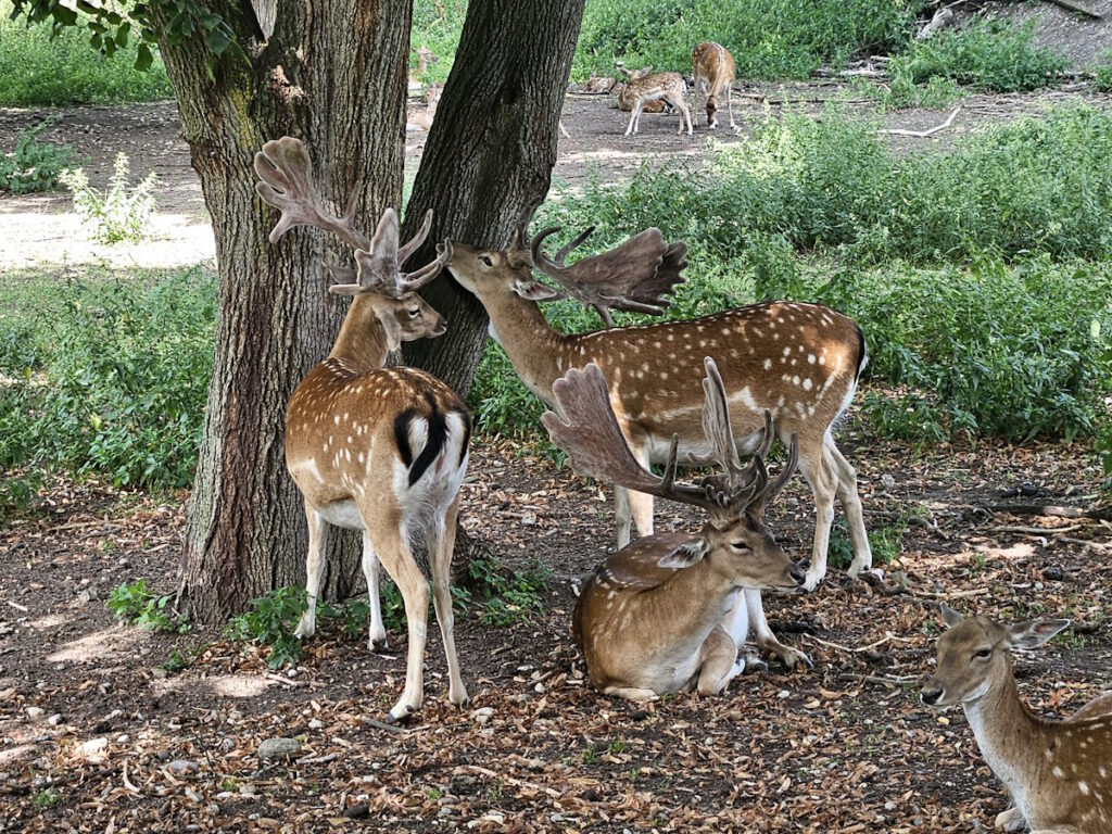 Wildgehege im Hirschgarten