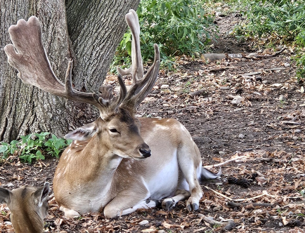 Wildgehege im Hirschgarten