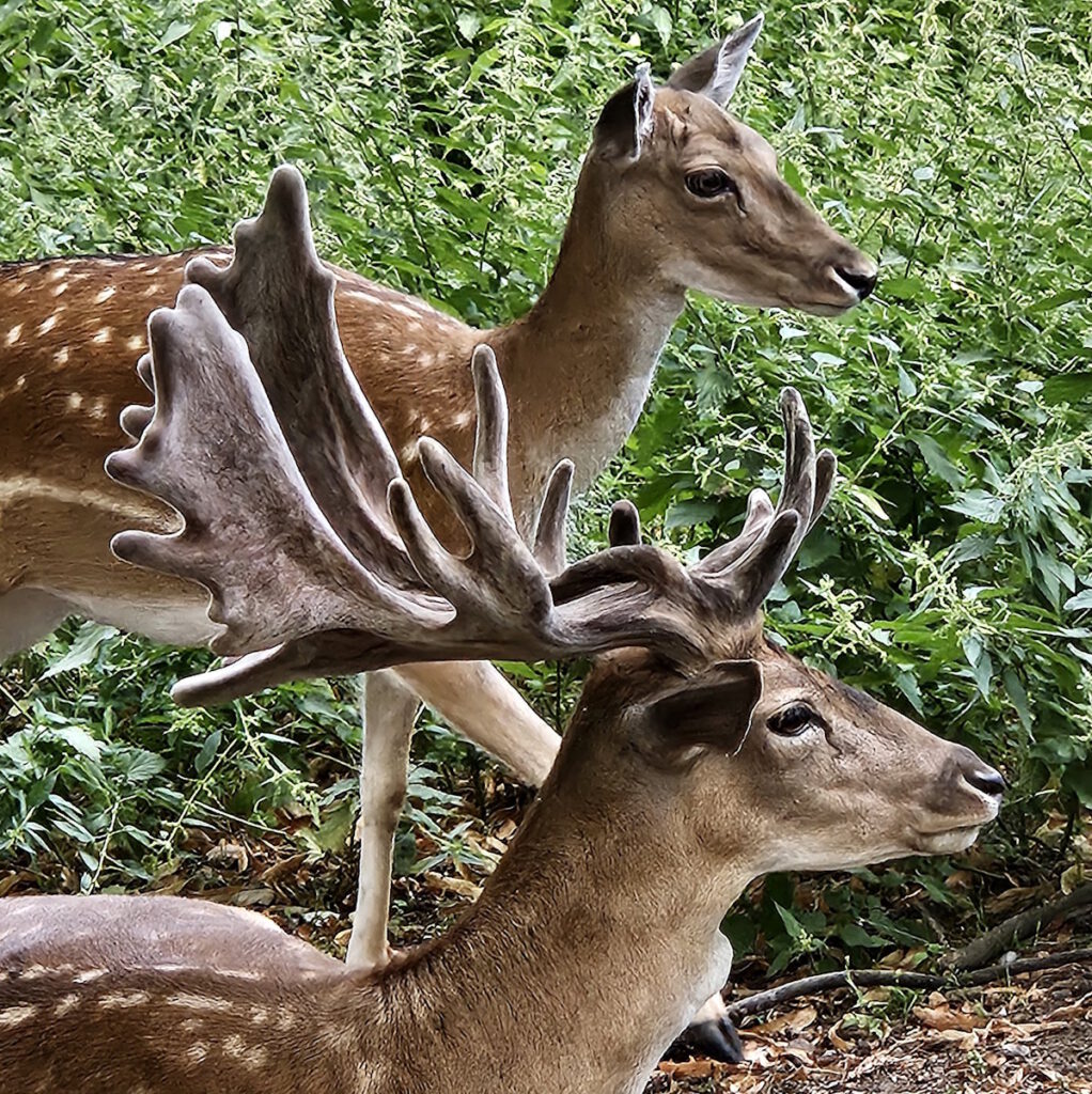 Wildgehege im Hirschgarten