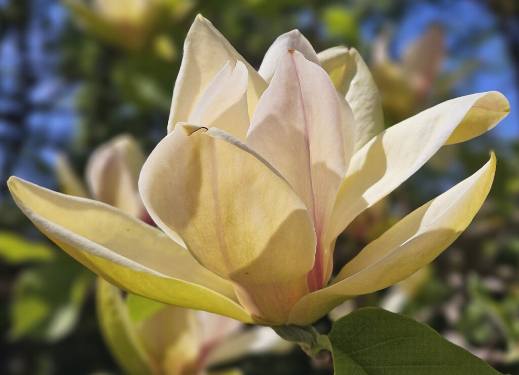 Magnolien im Rosengarten