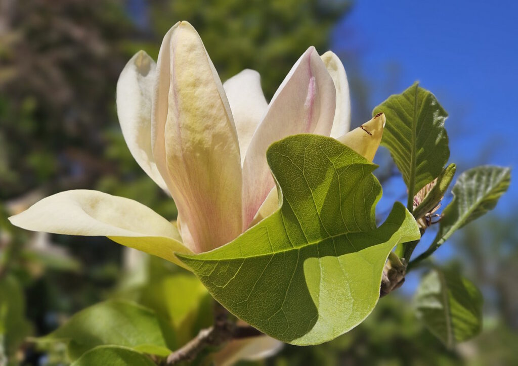Magnolien im Rosengarten