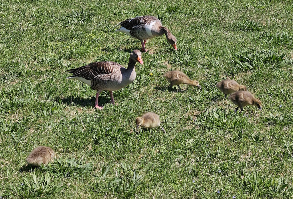 Gänsefamilie im Waldfriedhof