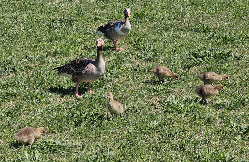 Gänsefamilie im Waldfriedhof