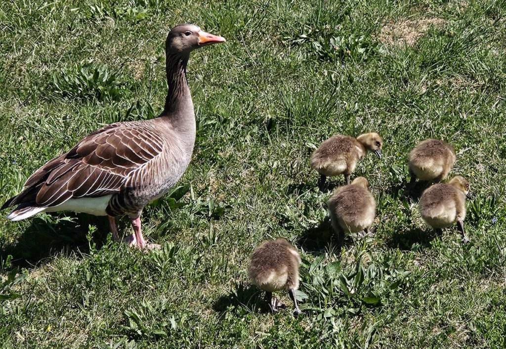 Gänsefamilie im Waldfriedhof
