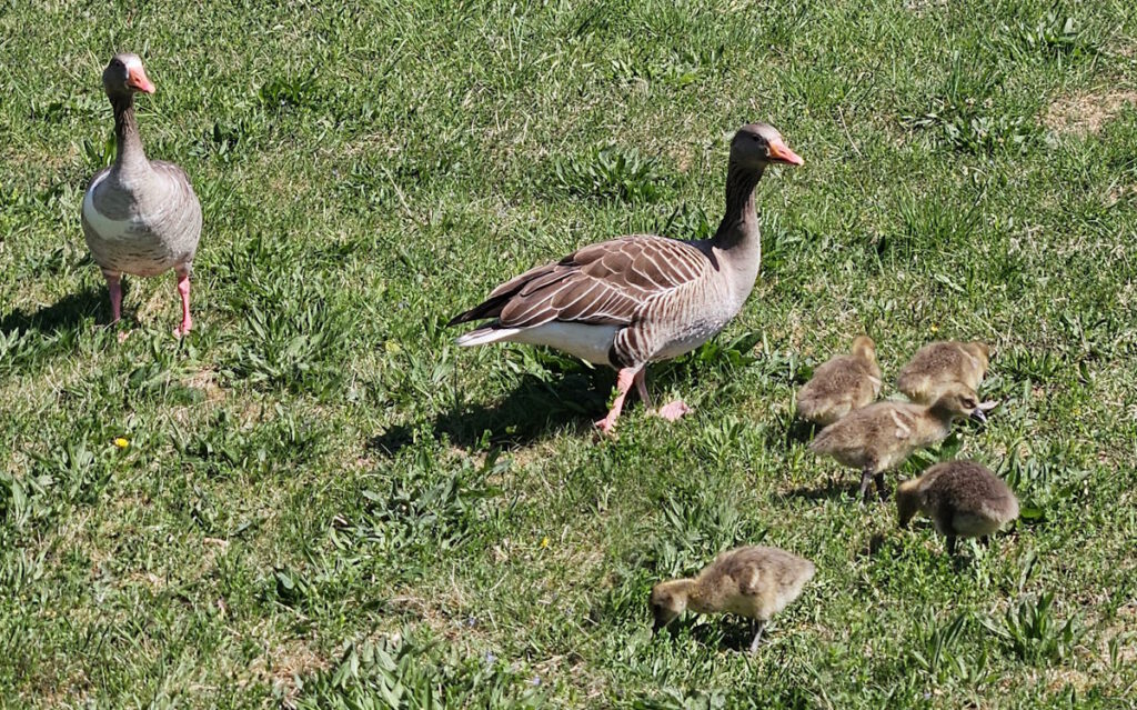 Gänsefamilie im Waldfriedhof