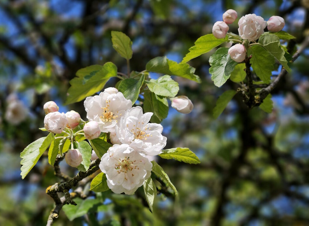 Apfelblüte im Rosengarten