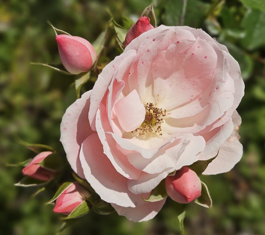 Beetrose »Rosenprofessor Sieber«