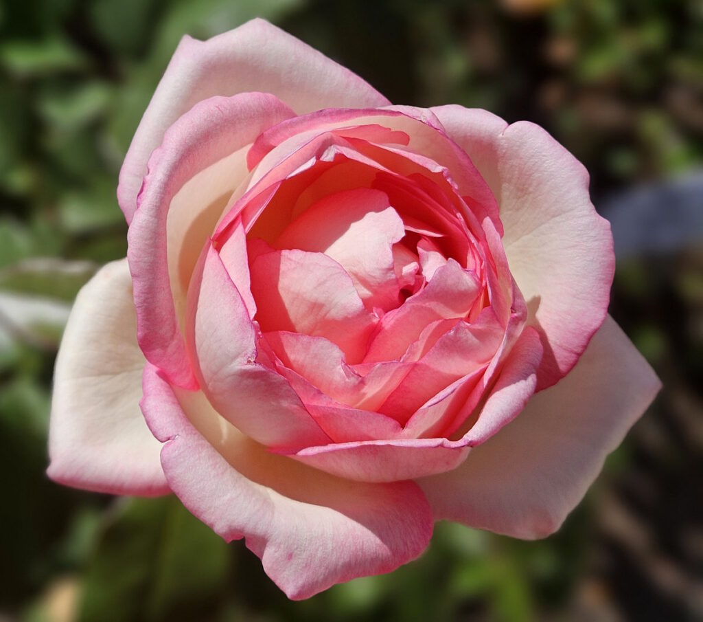 Edelrose »Souvenir de Baden-Baden«