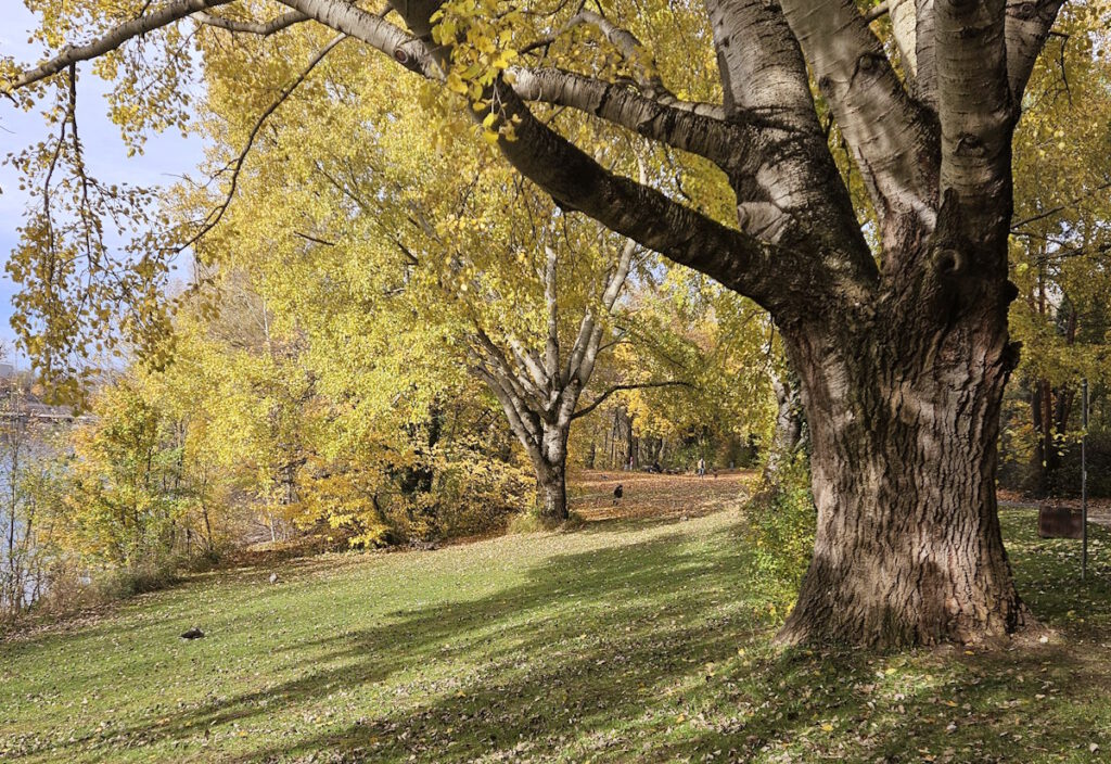 Lerchenauer See in Feldmoching