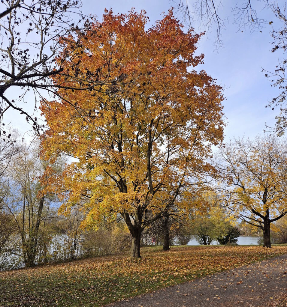 Fasaneriesee in Feldmoching