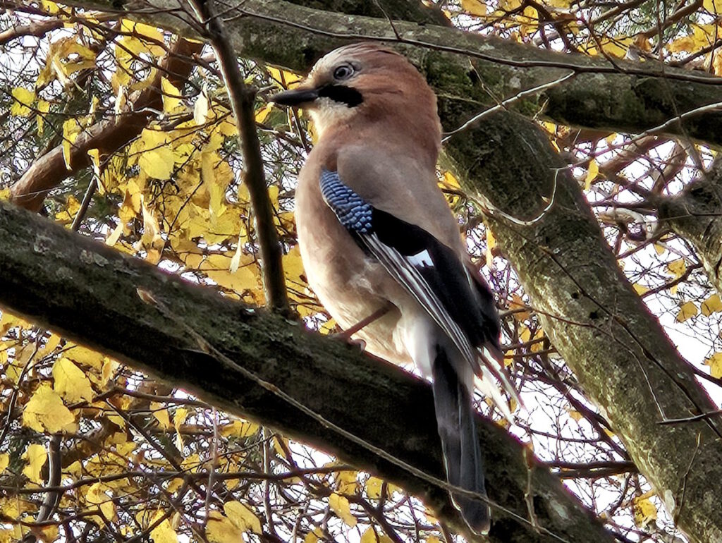 Eichelhäher im Frauenholz Hasenbergl