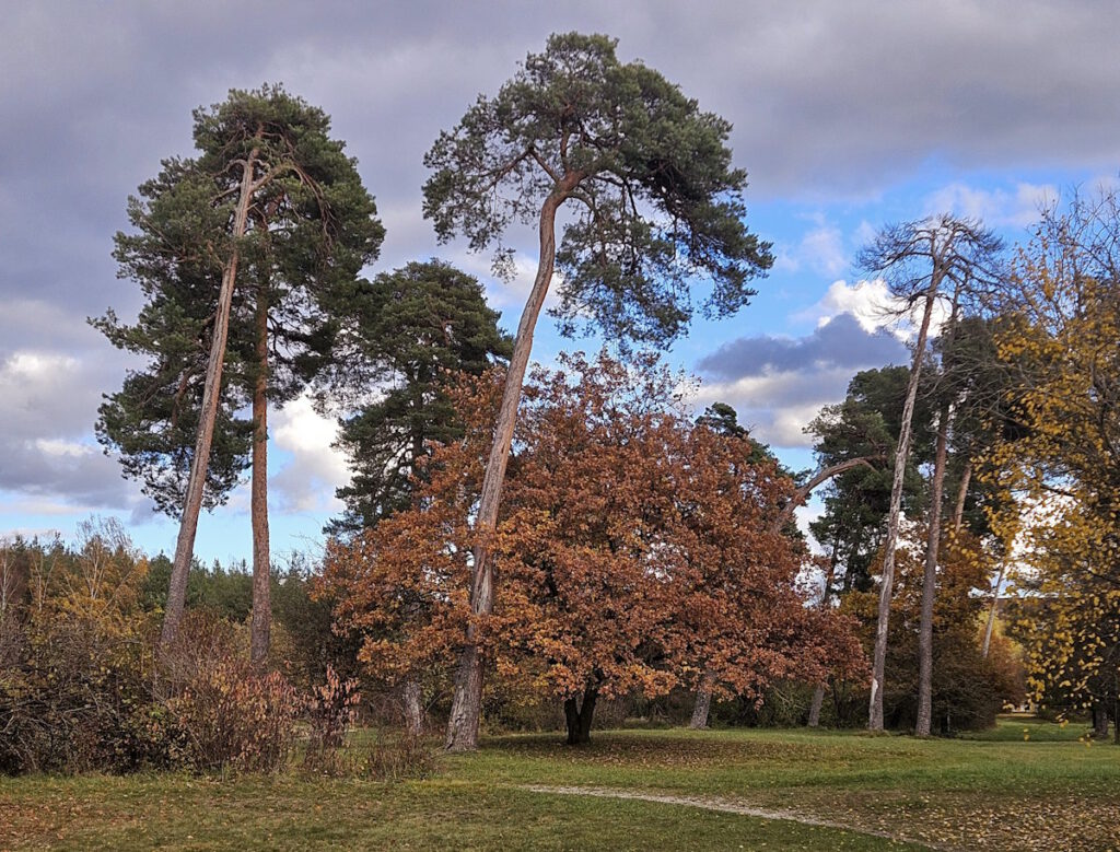Windschiefe Kiefern Hasenbergl