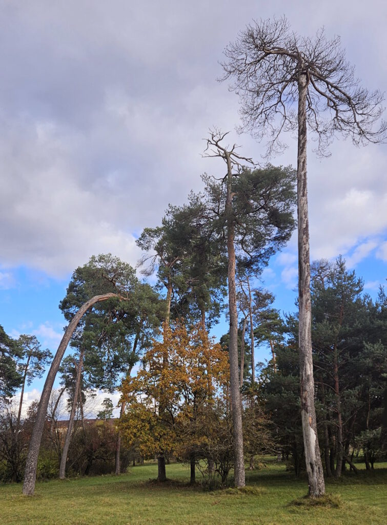 Windschiefe Kiefern Hasenbergl