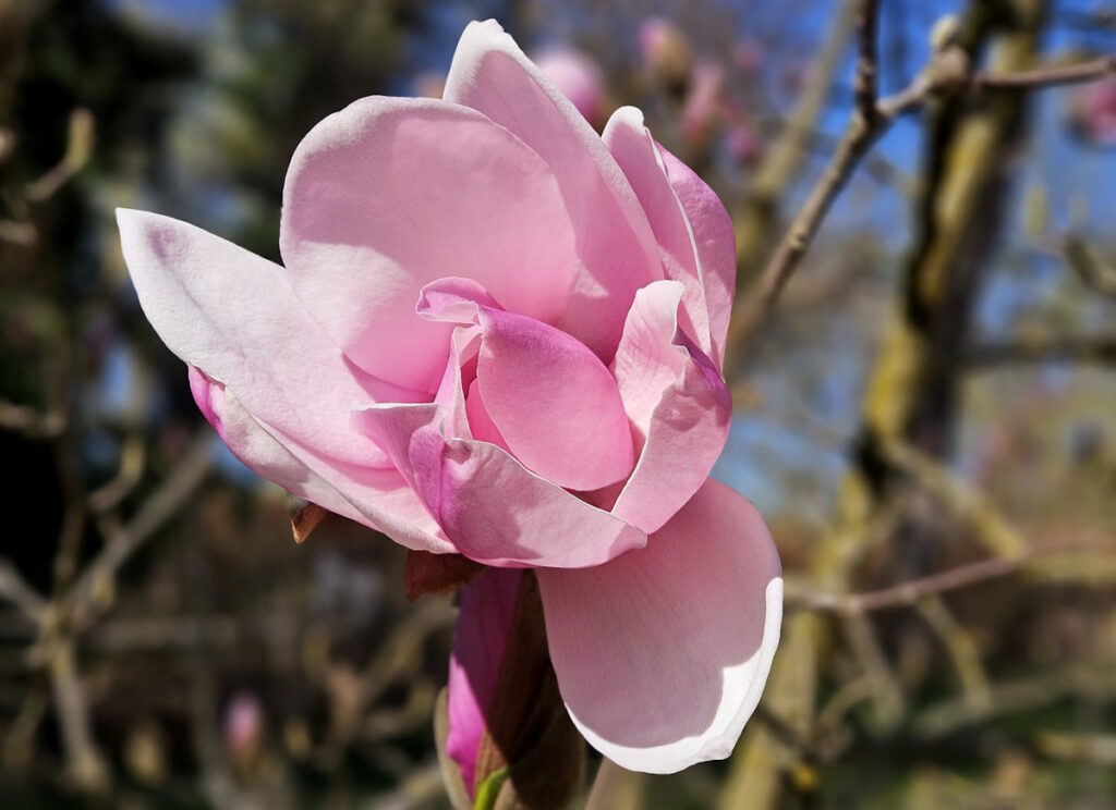 Magnolienblüte