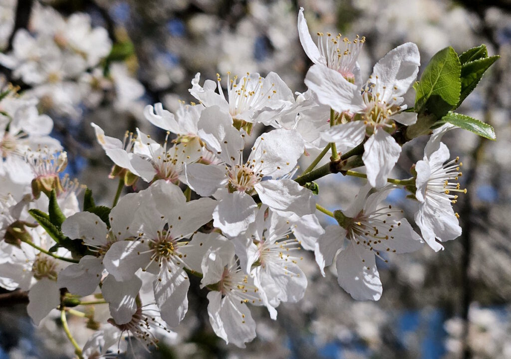 Fasaneriesee in Feldmoching