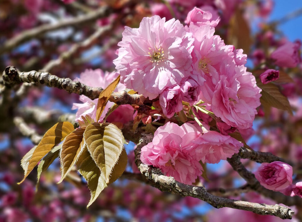 Kirschblüte Schaarschmidtstraße