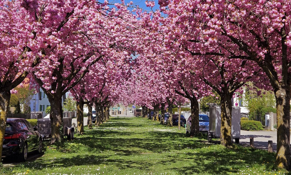 Kirschblüte in Feldmoching