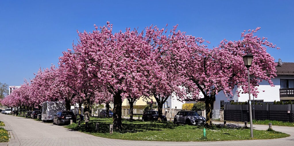 Kirschblüte in Feldmoching