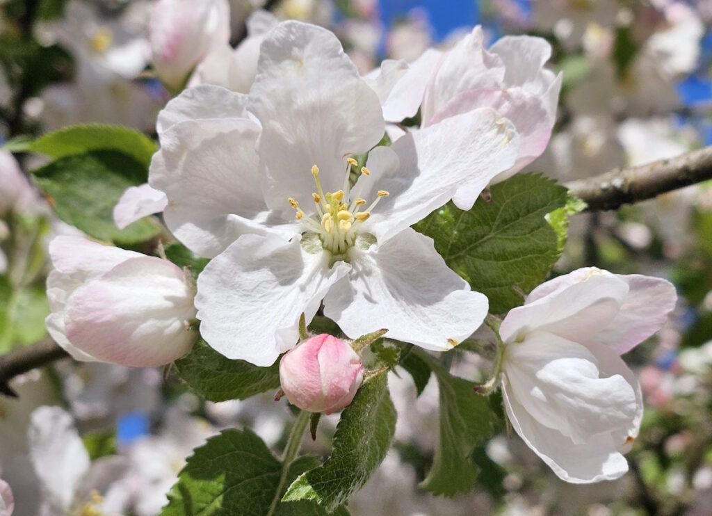 Apfelblüte in der Knospenstraße