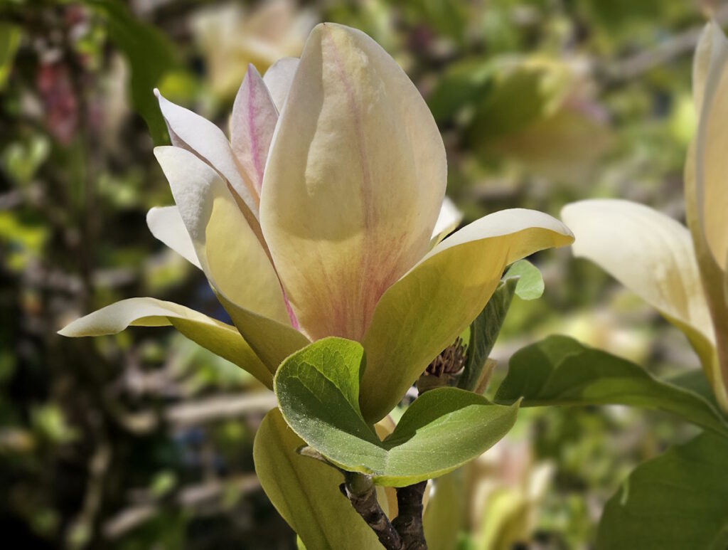 Magnolie in den Schaugärten an der Sachsenstraße