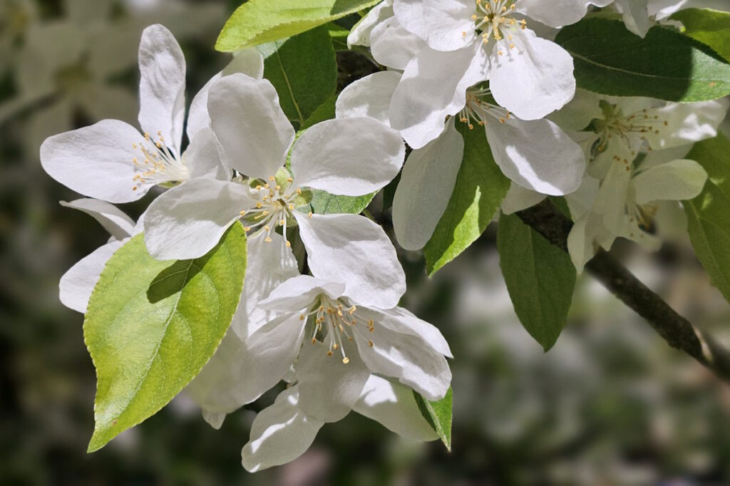 Apfelblüte in den Schaugärten an der Sachsenstraße