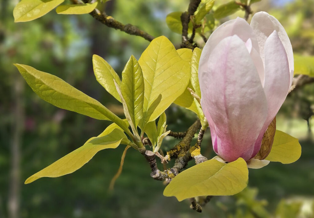 Magnolie in den Schaugärten an der Sachsenstraße