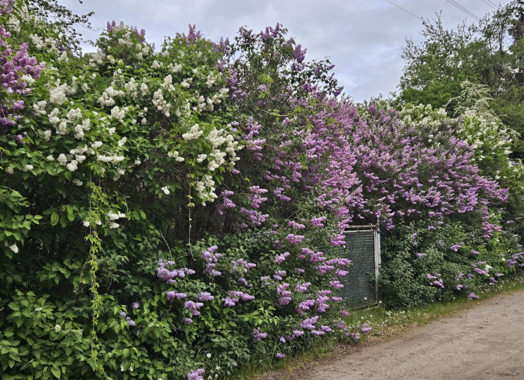 Eggarten-Siedlung