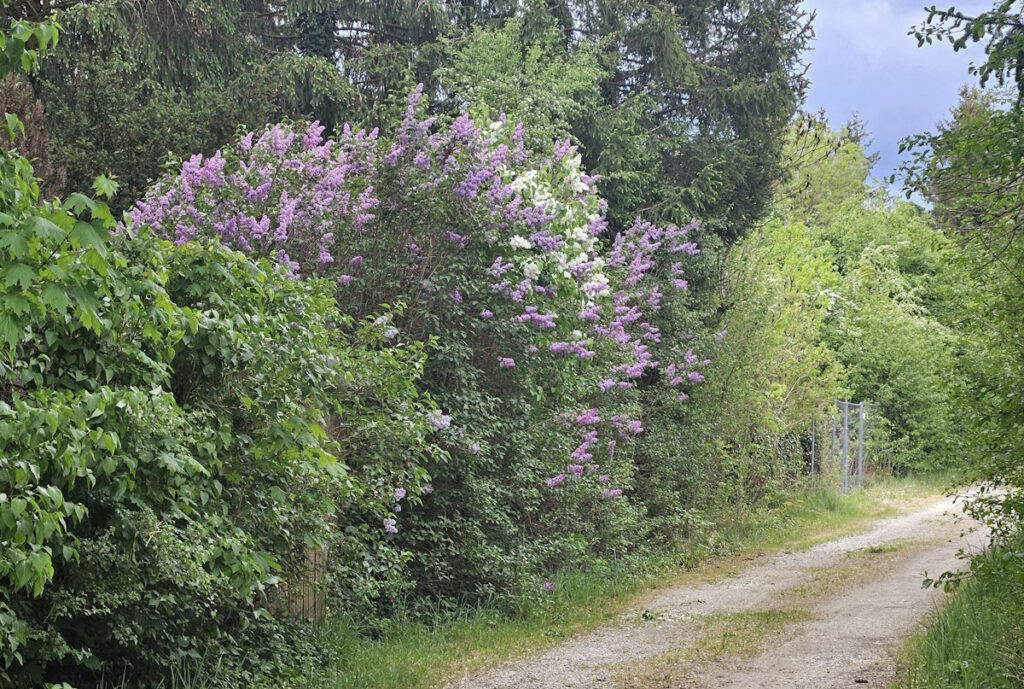 Eggarten-Siedlung