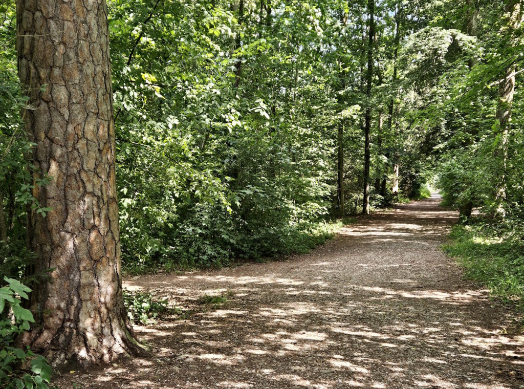 Perlacher Forst