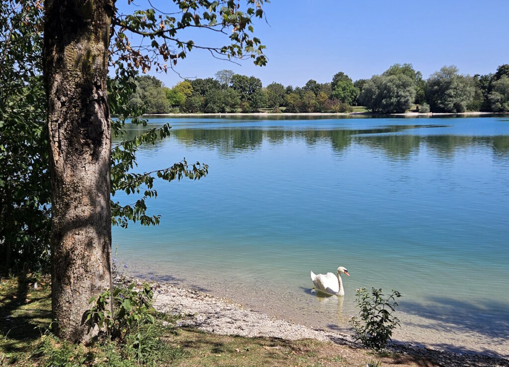 Fasaneriesee Schwan