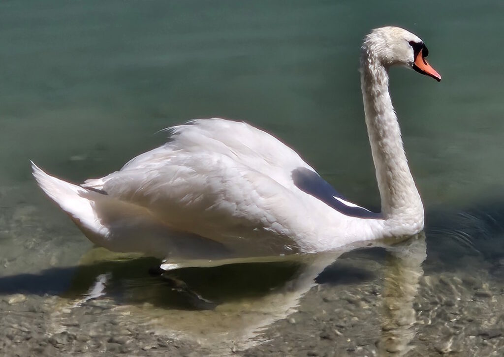 Fasaneriesee Schwan