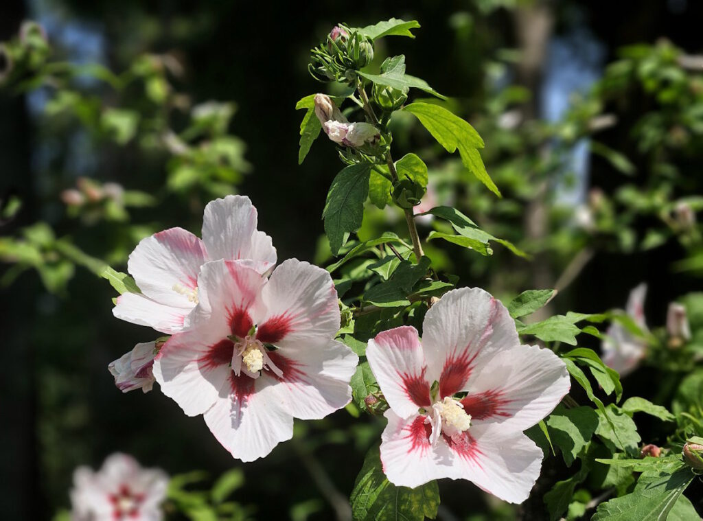 Hibiskus im Pasinger Stadtpark