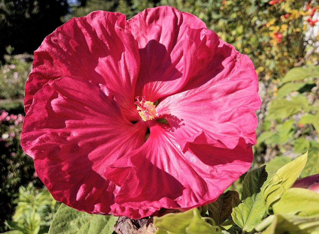 Staudenhibiskus