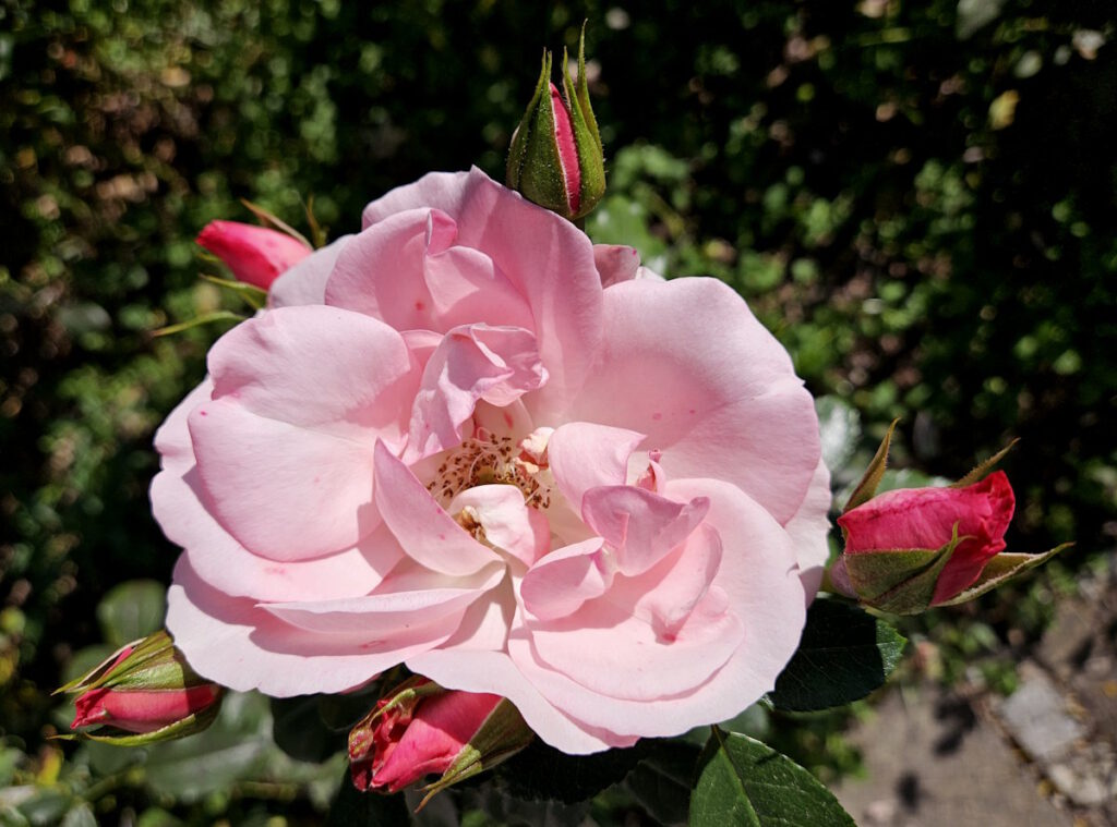 Rose