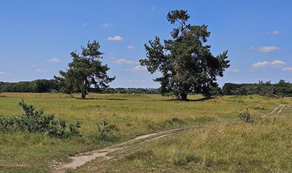Südliche Fröttmaninger Heide