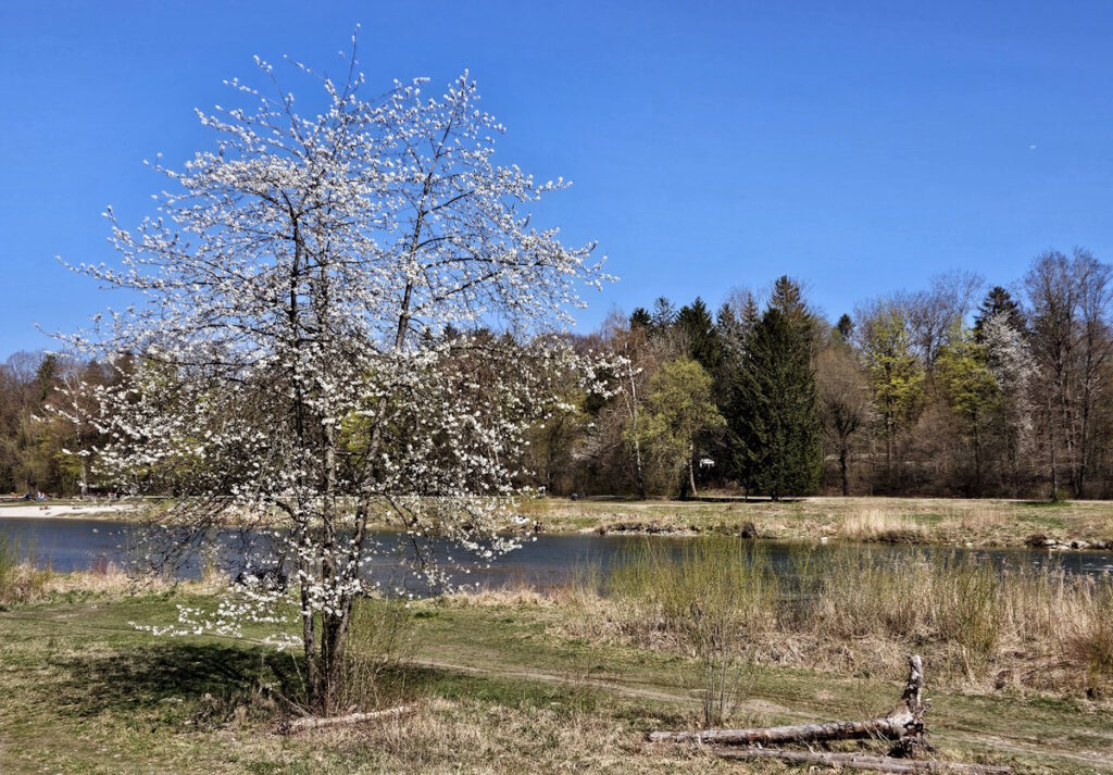 Vogelkirsche an der Isar